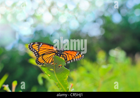 Papillon Viceroy Limenitis archippe/Vue de dessous les ailes écartées perché sur des feuilles d'asclépiade commune (Asclepias syriaca Banque D'Images