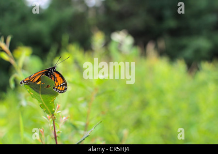 Viceroy Limenitis archippe papillon ailes écartées vue côté perché sur une feuille d'asclépiade commune (Asclepias syriaca Banque D'Images