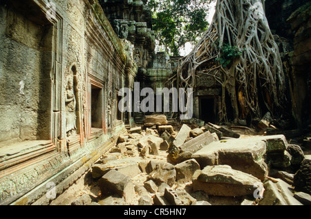 Jungle de plus en plus Ta Prom, Siem Reap, Cambodge, en Asie du sud-est Banque D'Images