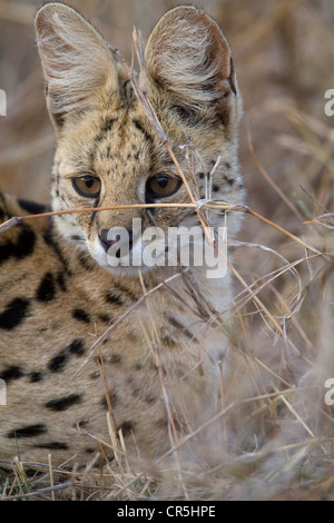 Kenya, Masai Mara National Reserve, le serval (Felis serval) qui se tient en embuscade Banque D'Images