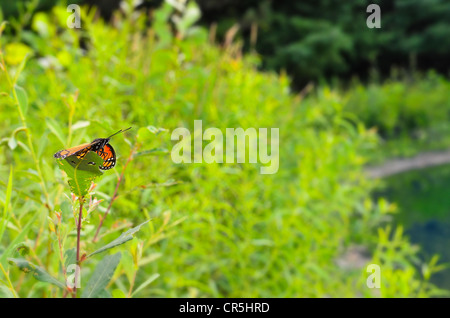 Papillon Viceroy Limenitis archippe vue latérale avant ailes écartées perché sur une feuille d'asclépiade commune (Asclepias syriaca Banque D'Images