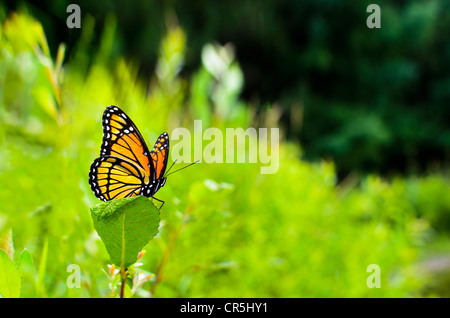 Viceroy Limenitis archippe papillon ailes écartées vue côté perché sur une feuille d'asclépiade commune (Asclepias syriaca Banque D'Images