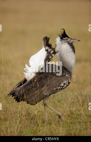 Kenya, Masai Mara National Reserve, Outarde Kori (Ardeotis kori) struthiunculus, homme défilant Banque D'Images