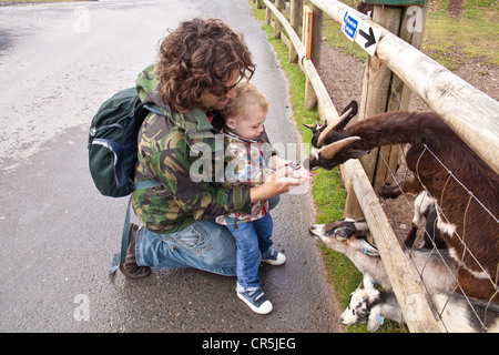 Le père et le fils l'alimentation des chèvres au parc à thème familial Woodlands, TOTNES, Devon, Angleterre, Royaume-Uni. Banque D'Images