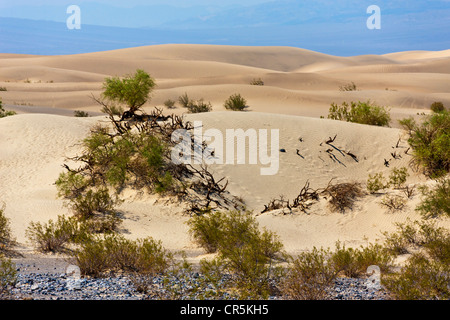 Dunes de sable, la Death Valley, Californie, USA. JMH og5119 Banque D'Images