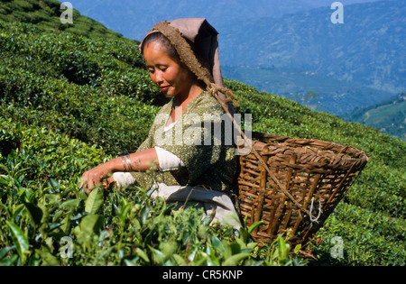 Femme travaillant dans la plantation de thé, la principale source de revenus pour les femmes de Darjeeling, au Bengale occidental, en Inde, en Asie Banque D'Images