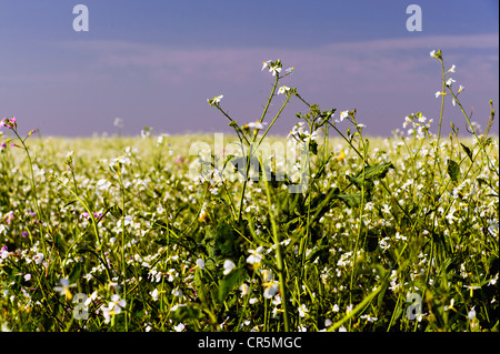 La floraison d'Oléagineux radis (Raphanus sativus) domaine Banque D'Images