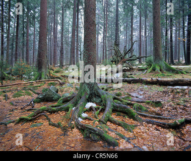 Avec la forêt d'épinettes de Norvège (Picea abies) et du bois mort, des restes de neige, Parc National de la Forêt Bavaroise, la Bavière Banque D'Images