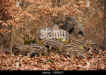 Le sanglier (Sus scrofa), porcelets, dans une enceinte, Nordrhein-Westfalen, Germany, Europe Banque D'Images