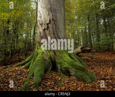 La base du tronc d'un vieux hêtre européen (Fagus sylvatica), couverts de mousse, jungle, forêt de hêtres de la forêt de Steigerwald, Bavière Banque D'Images