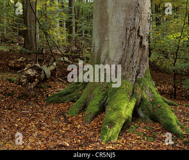 La base du tronc d'un vieux hêtre européen (Fagus sylvatica), couverts de mousse, jungle, forêt de hêtres de la forêt de Steigerwald, Bavière Banque D'Images