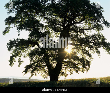 L'arbre de chêne (Quercus robur), arbre solitaire sur un pré, qui se profile à l'aube, Thuringe, Allemagne, Europe Banque D'Images