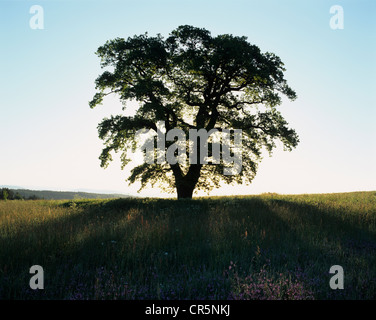 L'arbre de chêne (Quercus robur), arbre solitaire sur un pré, qui se profile à l'aube, Thuringe, Allemagne, Europe Banque D'Images