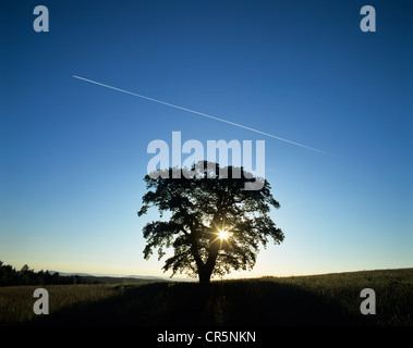 L'arbre de chêne (Quercus robur), arbre solitaire sur un pré, se découpant au lever du soleil, ciel bleu et trainées, Thuringe Banque D'Images