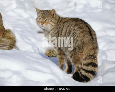 Chat sauvage (Felis silvestris), homme, tomcat, dans la neige, boîtier, captive, Thuringe, Allemagne, Europe Banque D'Images