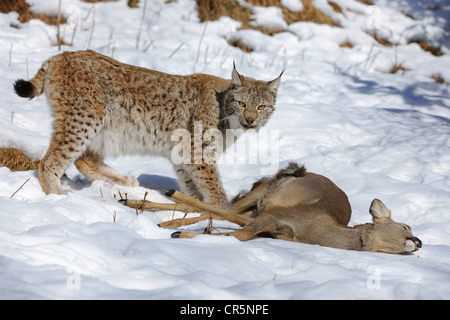 Le Lynx (Lynx lynx), femme avec les proies, le chevreuil (Capreolus capreolus), enlosure, captive, Thuringe, Allemagne, Europe Banque D'Images