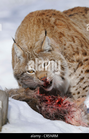 Le Lynx (Lynx lynx), homme se nourrissant de proies, le chevreuil (Capreolus capreolus), enlosure, captive, Thuringe, Allemagne, Europe Banque D'Images