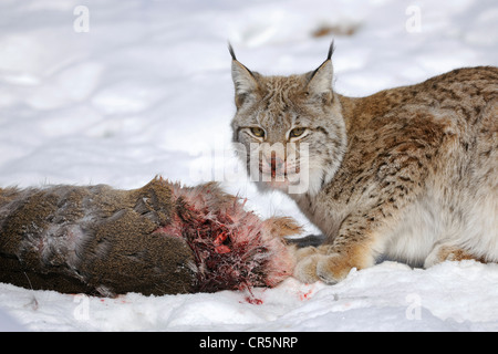 Le Lynx (Lynx lynx), femme avec les proies, le chevreuil (Capreolus capreolus), enlosure, captive, Thuringe, Allemagne, Europe Banque D'Images