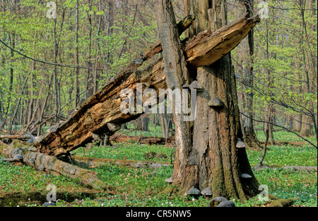 Le bois mort, européen ou le hêtre commun (Fagus sylvatica), avec l'amadou, champignon Champignon Sabot, Amadou Conk, Amadou Polypore ou Ice Man Banque D'Images