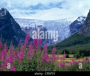 Bergsetbreen Glacier, Rosebay Willowherb (Epilobium angustifolium) au premier plan, Jostedalsbreen, Sogn og Fjordane, Norvège Banque D'Images