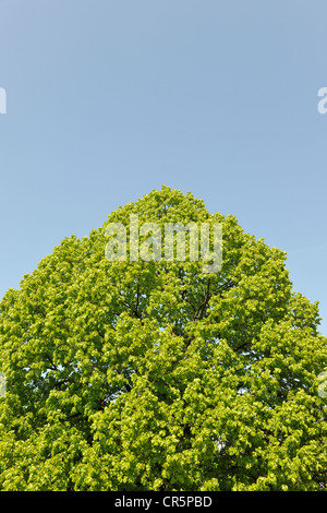 Couronne d'un Lime à petites feuilles (Tilia cordata) contre un ciel bleu, avec un espace réservé au texte, Thuringe, Allemagne, Europe Banque D'Images