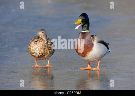 Les Canards colverts (Anas platyrhynchos), hommes et femmes debout sur un lac gelé, le mâle a le bec grand ouvert et appelle Banque D'Images