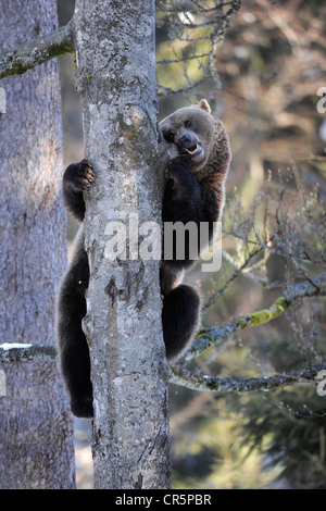 Ours brun (Ursus arctos) escalade un arbre, Bavaria, Germany, Europe Banque D'Images