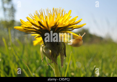 Le pissenlit (Taraxacum sect. Ruderalia) avec un petit escargot (Gastropoda) sur la fleur, Thuringe, Allemagne, Europe Banque D'Images