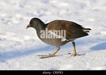 Gallinule poule-d'eau (Gallinula chloropus), la marche sur la neige, l'Allemagne, de l'Europe Banque D'Images