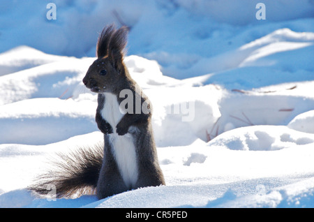 Écureuil roux (Sciurus vulgaris japonais Orientis) Banque D'Images