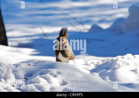 Écureuil roux (Sciurus vulgaris japonais Orientis) Banque D'Images