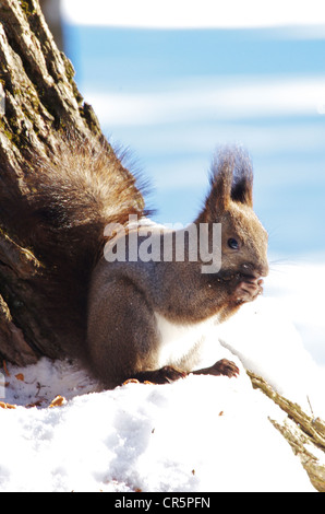 Écureuil roux (Sciurus vulgaris japonais Orientis) Banque D'Images