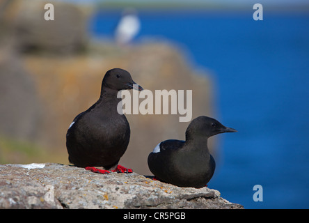 Le Guillemot à miroir (Cepphus grylle) ou Tystie), paire, l'île de Flatey, Islande, Europe Banque D'Images