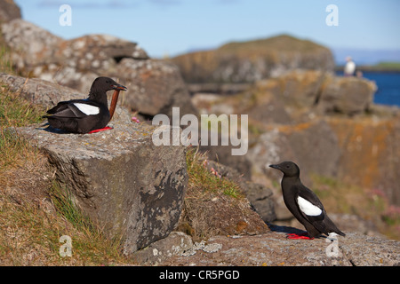 Le Guillemot à miroir (Cepphus grylle) ou Tystie), paire, l'île de Flatey, Islande, Europe Banque D'Images