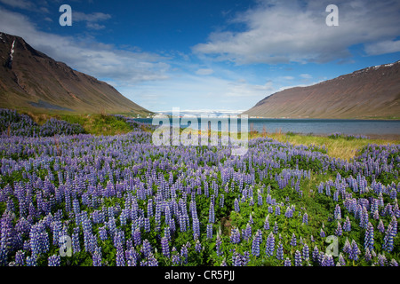 Isafjoerður, Nootka lupin (Lupinus nootkatensis), Islande, Europe Banque D'Images