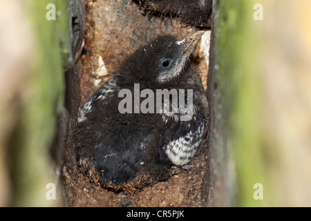 Le Guillemot à miroir (Cepphus grylle), jeune dans une aire de reproduction, l'île de Flatey, Islande, Europe Banque D'Images