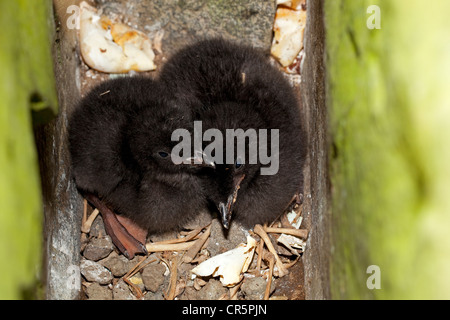 Le Guillemot à miroir (Cepphus grylle) fledlings au site de reproduction, l'île de Flatey, Islande, Europe Banque D'Images