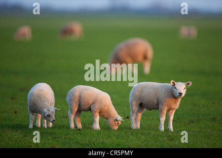 Le mouton domestique (Ovis orientalis Bélier), agneaux, Texel, aux Pays-Bas, en Europe Banque D'Images