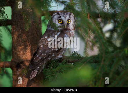 La chouette de Tengmalm (Aegolius funereus), Finlande, Europe Banque D'Images