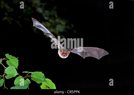 Une plus grande chauve-souris de la souris (Myotis myotis) en vol, Thuringe, Allemagne, Europe Banque D'Images