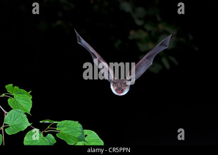 La bat (Bechstein Myotis bechsteinii) en vol, Thuringe, Allemagne, Europe Banque D'Images