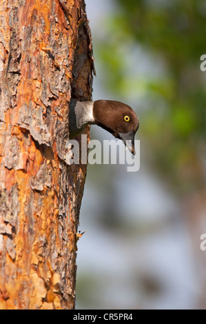 Le garrot à œil d'or (Bucephala clangula), femelle dans le trou de la nidification, de la Finlande, de l'Europe Banque D'Images