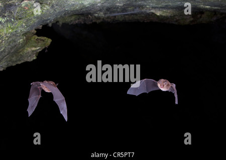 Moindre rhinolophes (Rhinolophus hipposideros) en vol, l'île de Sardaigne, Italie, Europe Banque D'Images