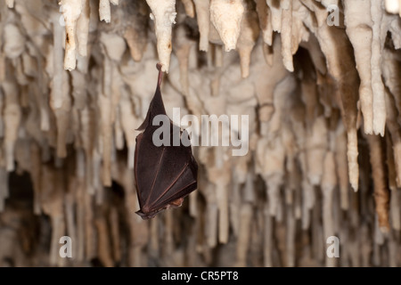 Plus grand rhinolophe (Rhinolophus ferrumequinum) accroché sur une stalactite dans une grotte, l'île de Sardaigne, Italie, Europe Banque D'Images