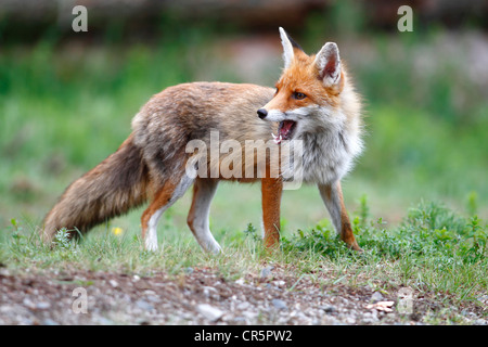 Le renard roux (Vulpes vulpes), femme debout sur le bord d'une forêt, avec une bouche ouverte, Neunkirchen, district de Siegerland Banque D'Images