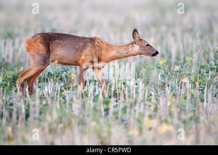 L'Ouest européen ou le Chevreuil (Capreolus capreolus), le doe sur deer path dans champ de chaumes, se nourrissant de plant Banque D'Images