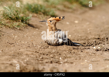 Huppe fasciée (Upupa epops), assis sur le sol, Apetlon, le lac de Neusiedl, Burgenland, Autriche, Europe Banque D'Images