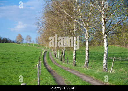 La voie bordée de bouleaux dans Gossdorf, montagnes de grès de l'Elbe, la Suisse Saxonne, Saxe, Allemagne, Europe Banque D'Images