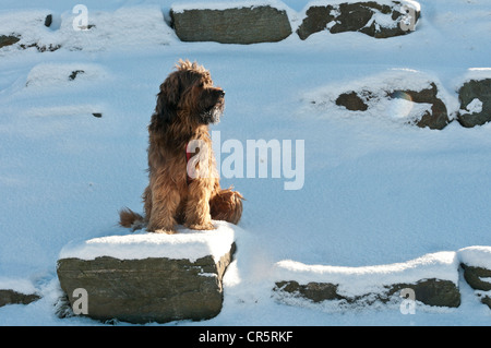 Briard, Berger de Brie, chien assis sur un rocher couvert de neige sur la montagne Feldberg dans le Taunus, Hesse, Germany, Europe Banque D'Images