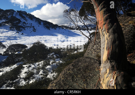 Vue sur Spencer's Creek, Parc National de Kosciuszko, NSW, Australie Banque D'Images